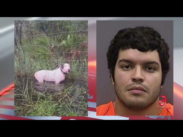 ⁣Arrestan a dueño de perro abandonado en la I-75 antes de la llegada del huracán Milton a Florida