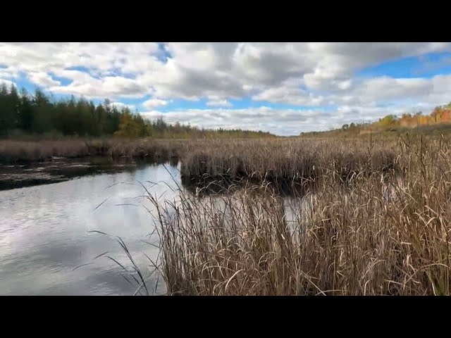 ⁣This popular Ottawa hiking spot has unexploded Second World War bombs buried in the bog