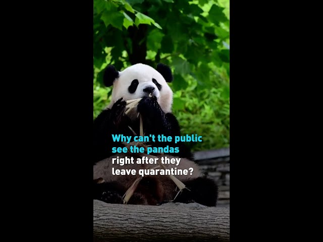 Why can't the public see the pandas right after they leave quarantine?