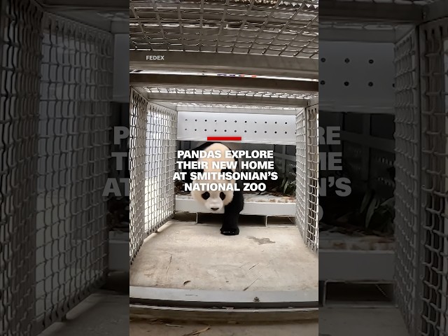 ⁣Pandas explore their new home at Smithsonian’s National Zoo