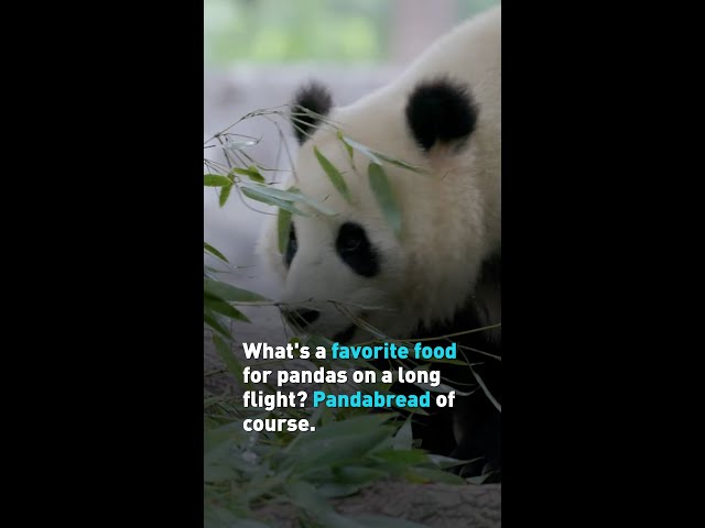 ⁣What's a favorite food for pandas on a long flight? Pandabread of course.