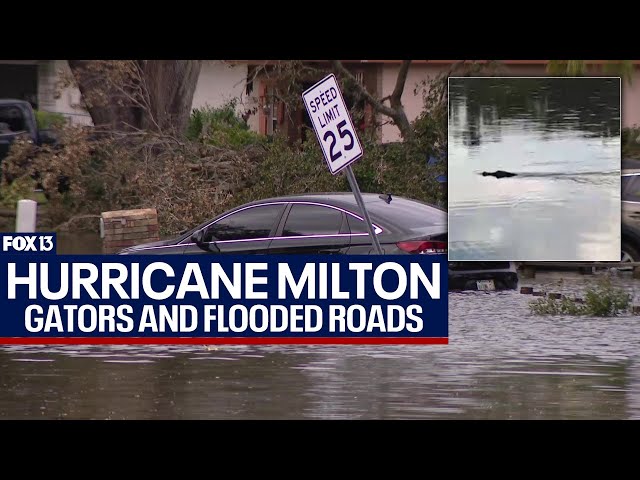 ⁣Florida residents spotted gators after Hurricane Milton