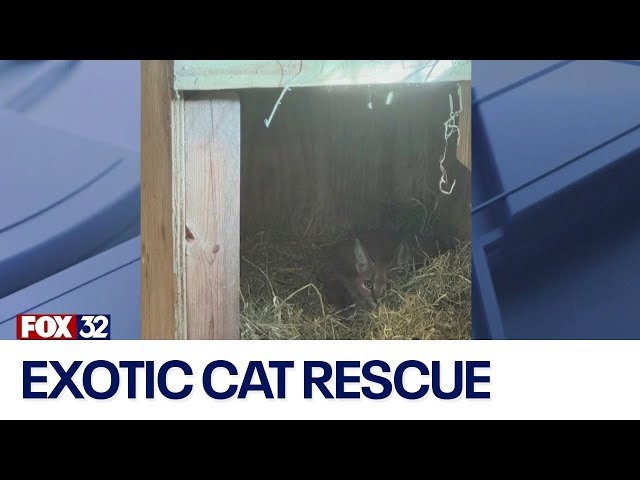 ⁣Investigation continues into origins of exotic cat rescued in Chicago suburb