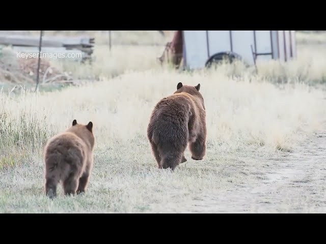 ⁣Bears spotted in Parker as they search for food before hibernation