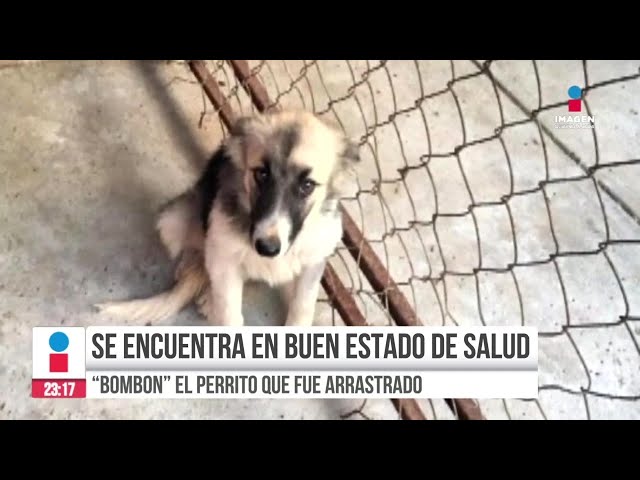 ⁣Perrito arrastrado en Jalisco está fuera de peligro | Noticias GDL con Rey Suárez