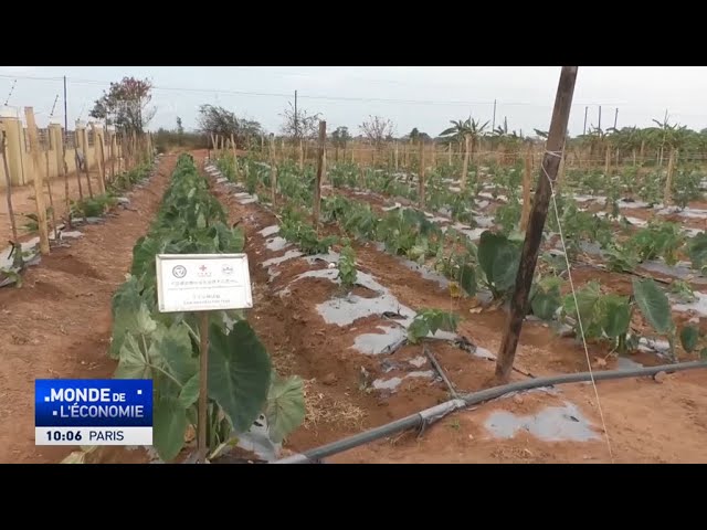 ⁣Un expert zambien salue la coopération sino-africaine en matière de technologies agricoles