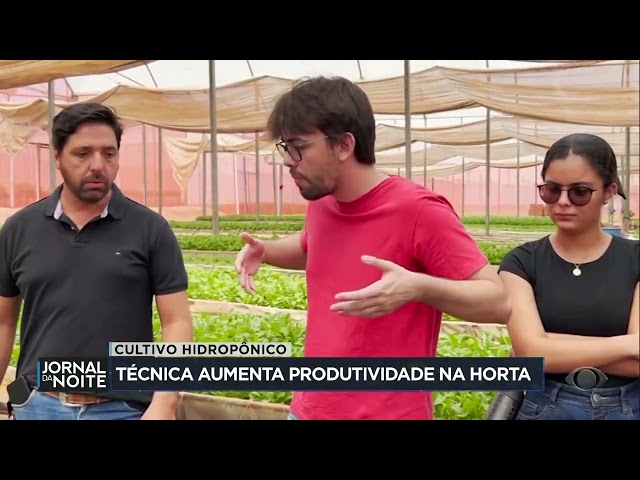 ⁣Cultivo hidropônico: técnica aumenta produtividade na horta