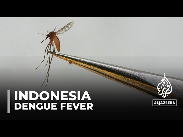 ⁣Indonesia dengue fever: Bacteria-infected mosquitoes to help curb spread