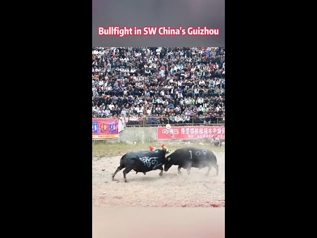 ⁣Bullfight in SW China's Guizhou