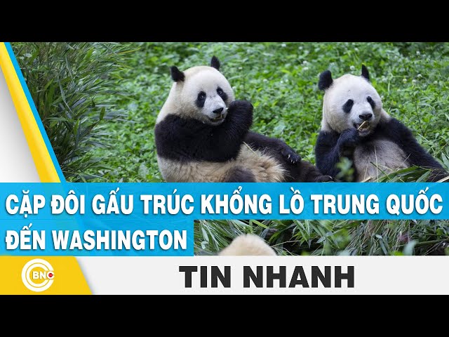 ⁣Cặp đôi gấu trúc khổng lồ Trung Quốc đến Washington | BNC Now