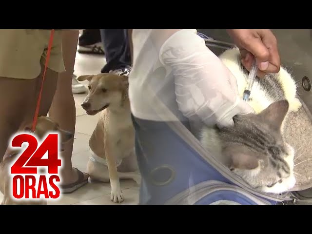 ⁣Libreng kapon at bakuna kontra-rabies, bigay ng ilang LGU para sa mga alagang hayop | 24 Oras