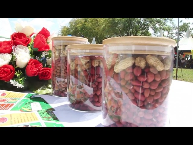 ⁣New drought-resistant groundnuts launched to fight food insecurity