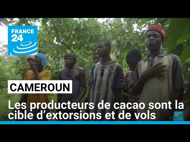 ⁣Cameroun : après la hausse des prix, les producteurs de cacao sont la cible d’extorsions et de vols