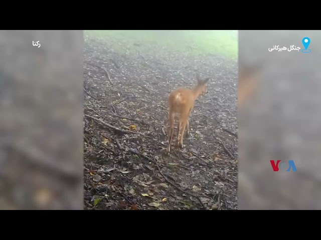 ⁣ویدئوی کوتاهی از شوکا،‌ گوزن کوچک بومی در جنگل هیرکانی