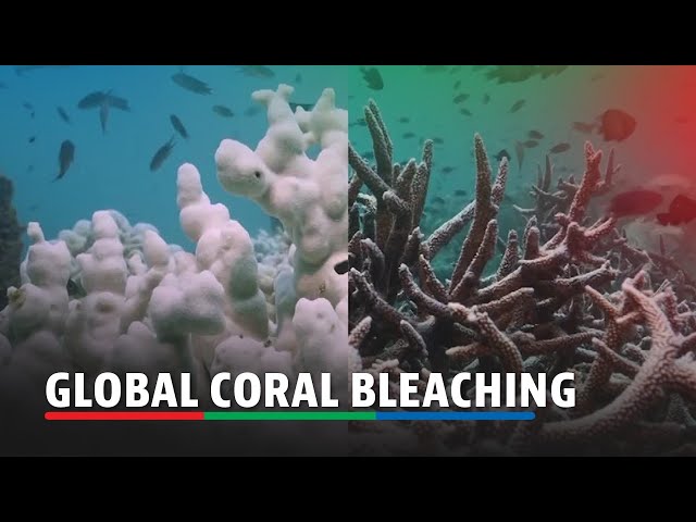 ⁣Global coral bleaching now the largest on record