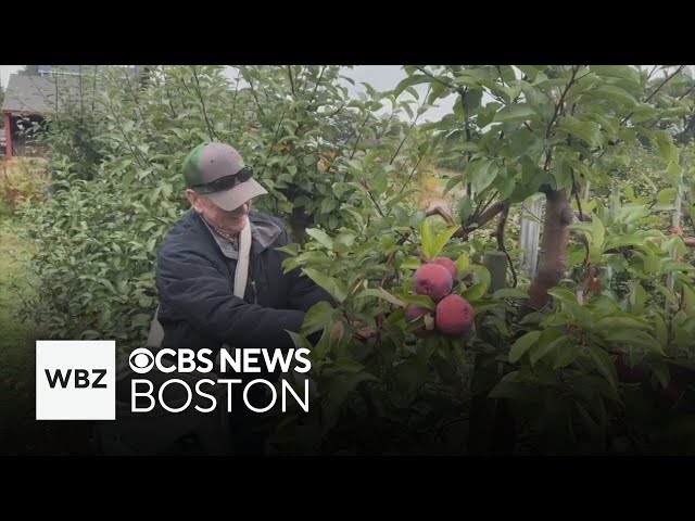 ⁣Tyngsboro's Parlee Farm winding down apple picking season