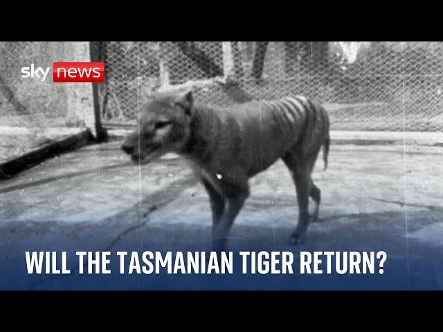 ⁣Scientists claim breakthrough to bringing back Tasmanian tiger from extinction