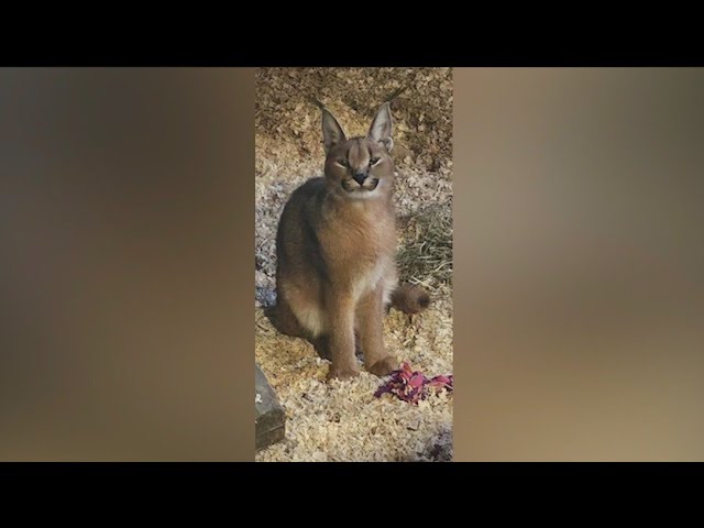 ⁣Exotic caracal found in Chicago suburbs finds new home in Wisconsin sanctuary