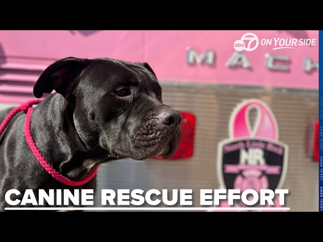 ⁣'Cliff' the dog named by first responders after dramatic ledge rescue in North Little Rock