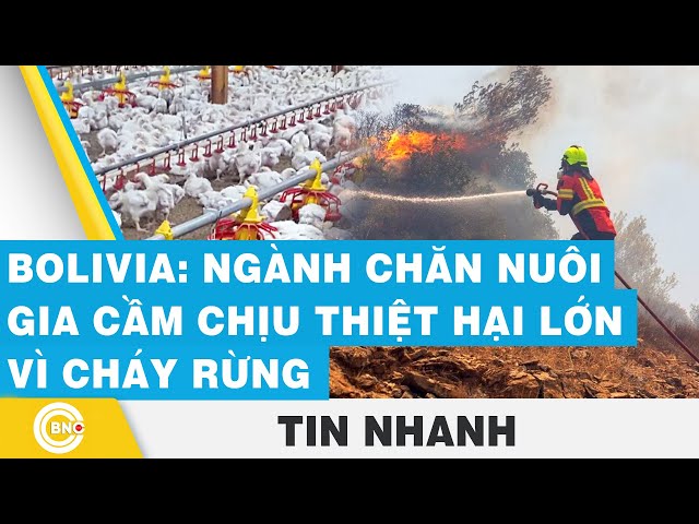 ⁣Bolivia: Ngành chăn nuôi gia cầm chịu thiệt hại lớn vì cháy rừng | BNC Now