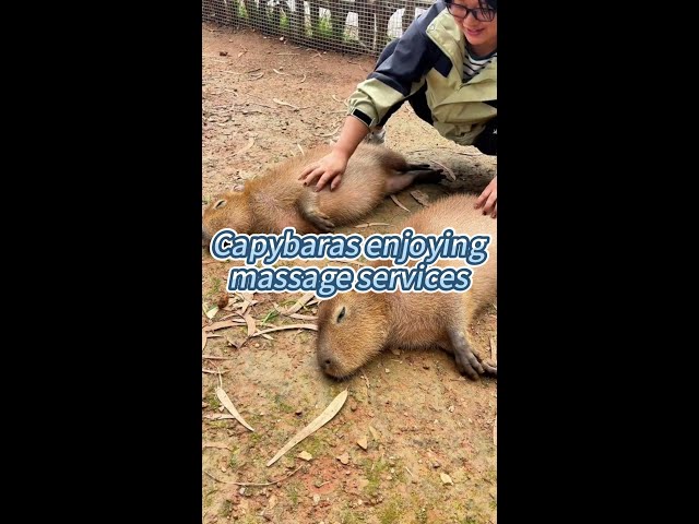 ⁣Capybaras enjoy "massage" services in China's Kunming