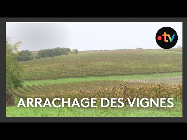 ⁣Arracher les vignes pour rééquilibrer la production de vin