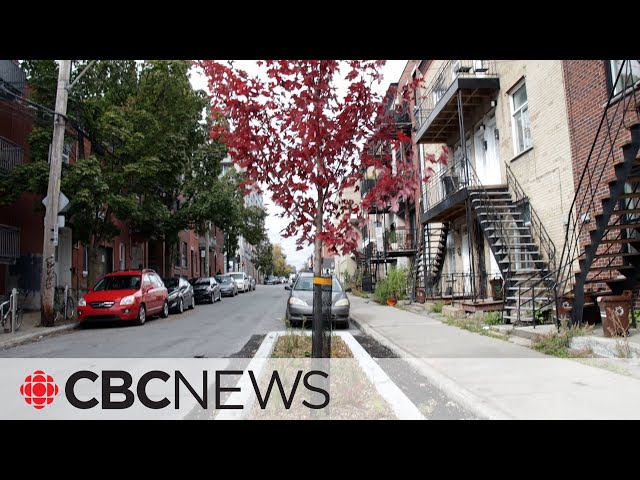 ⁣Trees in the street? This Montreal landscaping project is getting mixed reviews