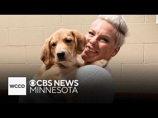 ⁣Minnesota rescue dog joins Pink's concert tour, to help him find "forever home"