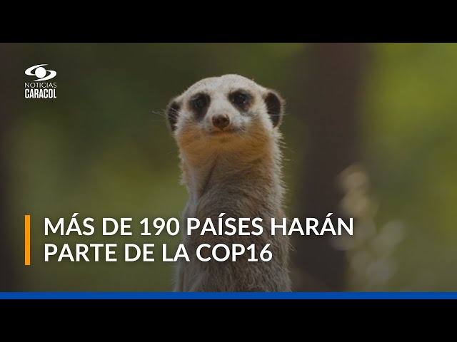 ⁣El equipo de Noticias Caracol, listo para el cubrimiento de la COP16