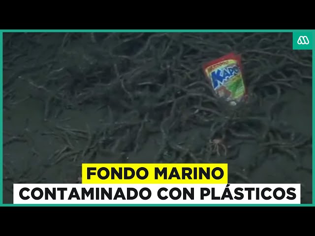 ⁣Fondo marino contaminado por plástico: Impactantes imágenes de basura en el mar