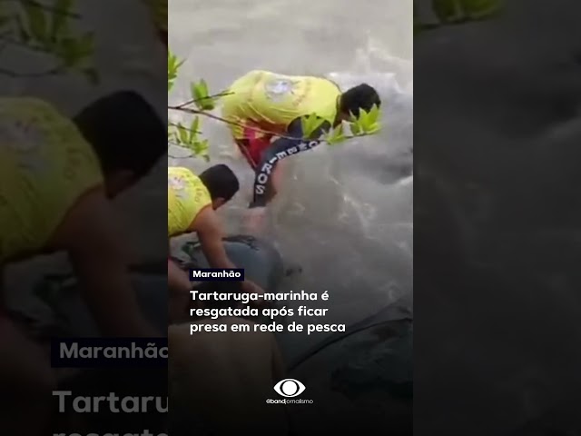 ⁣Um PM ajudou uma tartaruga-marinha que ficou presa numa rede de pesca em São Luís (Maranhão) #shorts