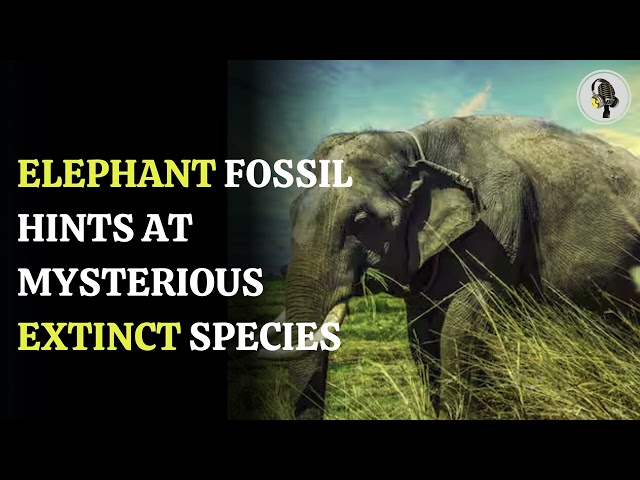 ⁣Discovery of Giant Elephant Skull Hints at Mysterious Extinct Species in India | Wion Podcast