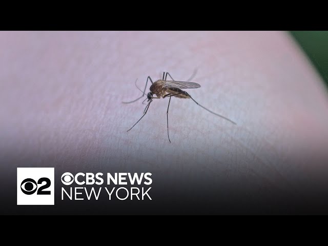 ⁣Dengue becoming more common in the United States