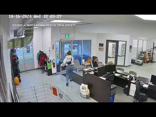 ⁣Thieves caught on camera swiping safe from Edmonton animal shelter