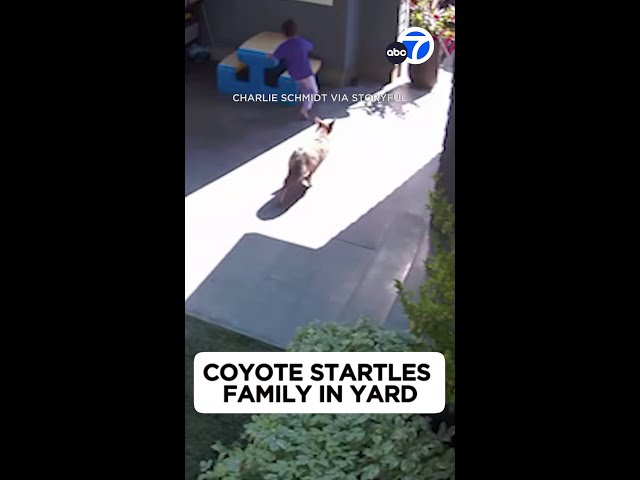 ⁣Coyote chases little girl through back yard