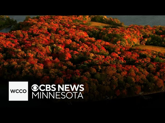 ⁣Fall colors are peaking later, less vibrant than usual in Minnesota