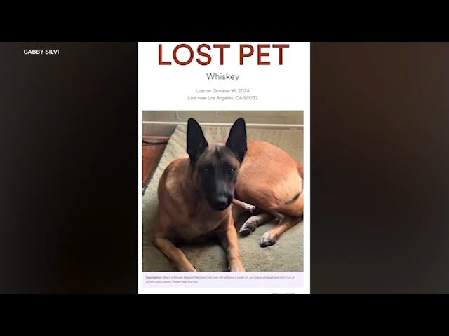 ⁣LA woman targeted by scammer who lied about having her missing dog