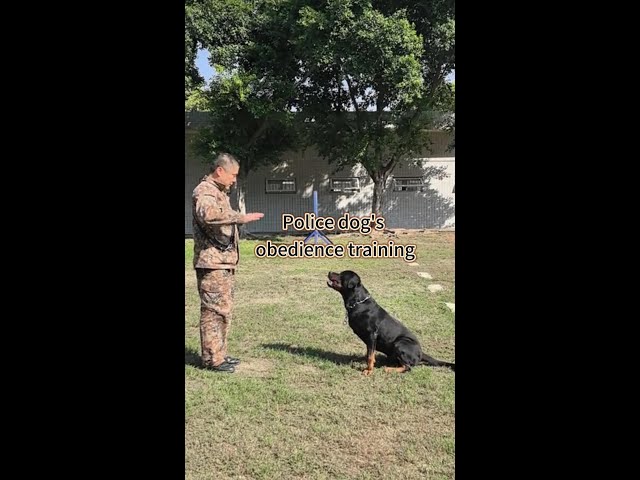 ⁣Police dog's obedience training