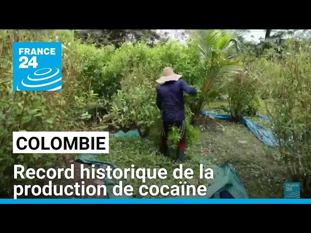 ⁣Record historique de la production de cocaïne en Colombie • FRANCE 24