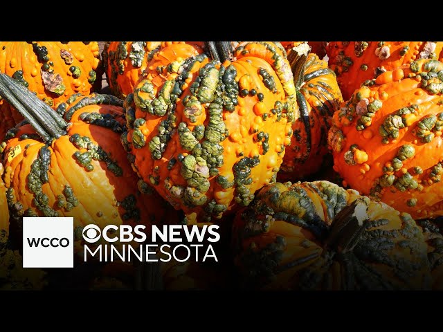 ⁣Ferguson's in home to warty pumpkins and other fall fun