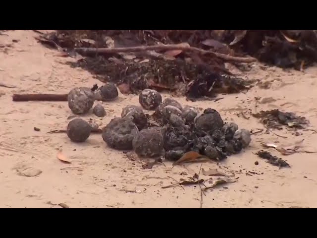 ⁣Sydney beaches re-opened after tar balls wash ashore