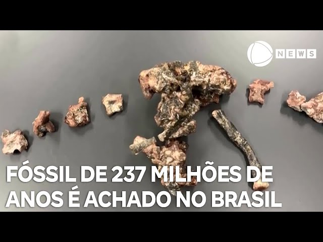 ⁣Fóssil de 237 milhões de anos é encontrado no Brasil