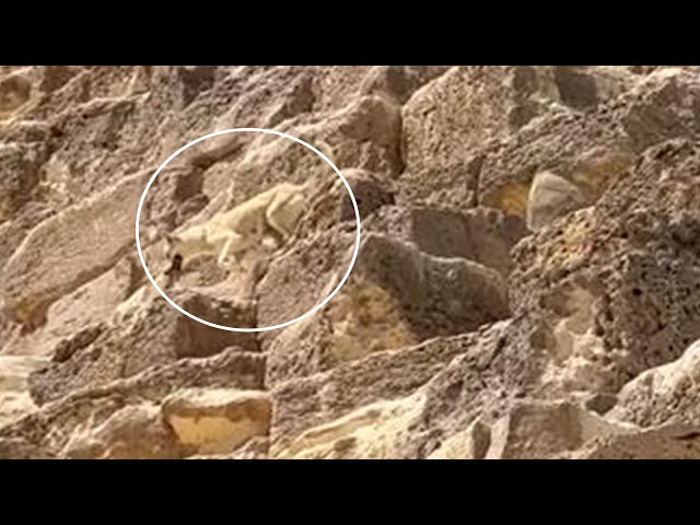 ⁣CAUGHT ON CAMERA | Stray dog spotted climbing down Great Pyramid in Egypt