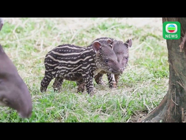 ⁣TVB News｜19 October 2024│Brazilian tapir twins in Guangzhou