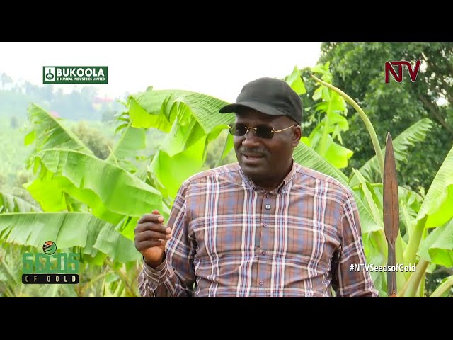 Managing your plantations for maximum gains | SEEDS OF GOLD