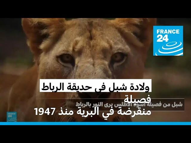 ⁣ولادة شبل في حديقة الرباط من فصيلة منقرضة في البرية منذ 1947