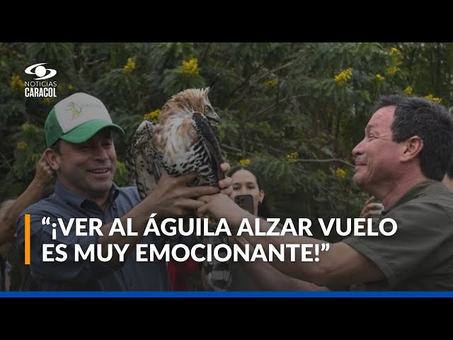 ⁣En Cali, ad-portas de COP16, liberan a águila coronada herida por cazadores