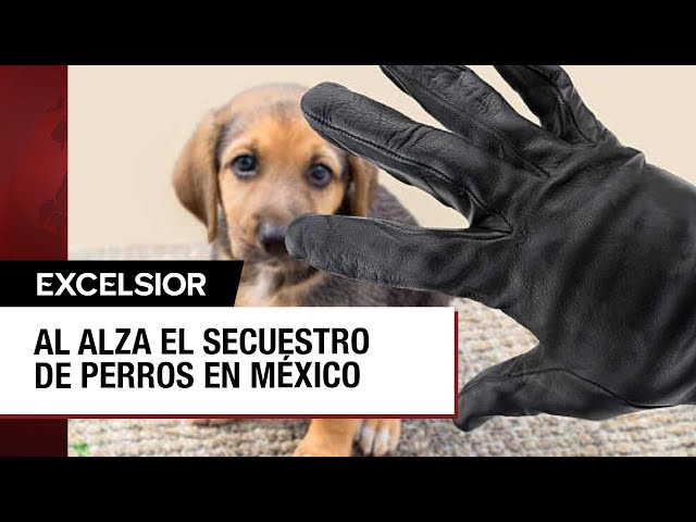 ⁣Secuestro de perros, la nueva modalidad de extorsión que va en aumento