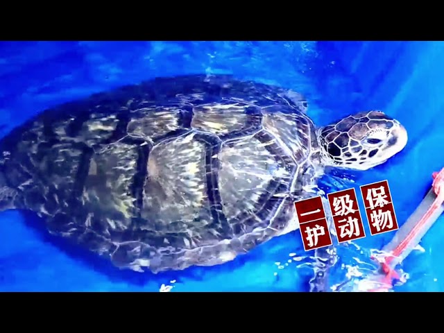 ⁣Protecting Sea Turtles: Conservation Efforts in Wanshan