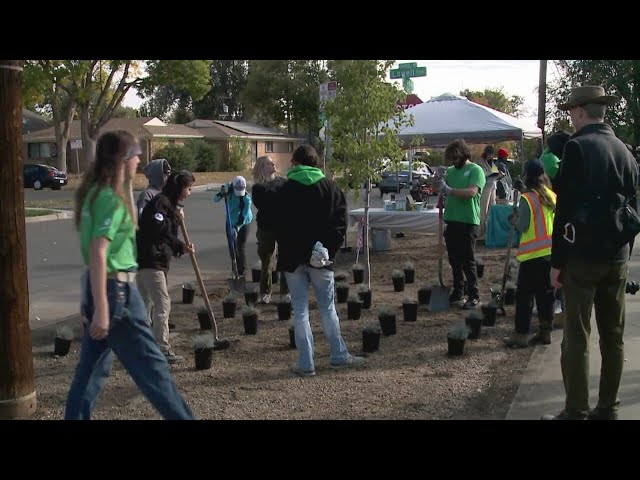 ⁣Green infrastructure: Denver transportation department plants trees along 14th